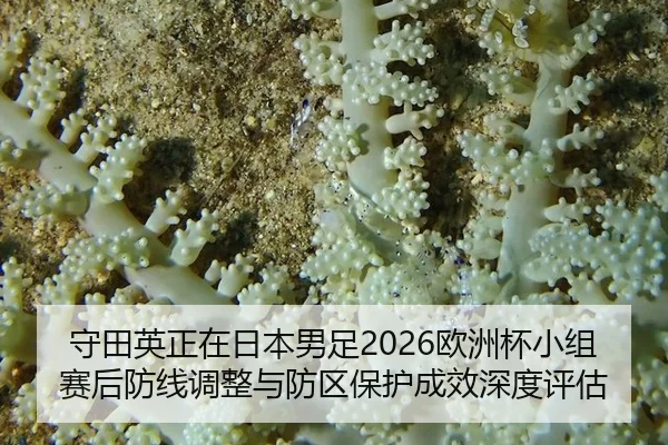 shou-tian-ying-zheng-zai-ri-ben-nan-zu-ou-zhou-bei-xiao-zu-sai-hou-fang-xian-tiao-zheng-yu-fang-qu-bao-hu-cheng-xiao-2-717.jpg